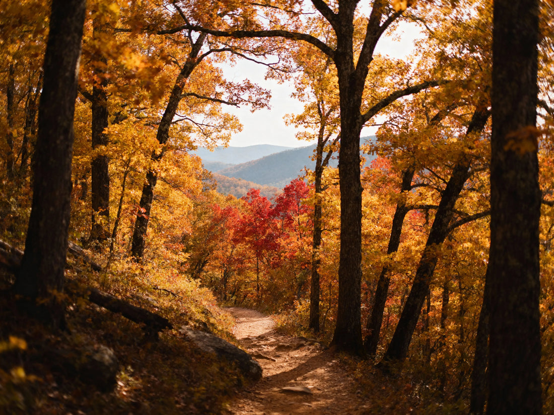 Scenic autumn hiking trail in the Ozark Mountains near Holiday Island, Arkansas, showing colorful fall foliage, winding path through golden trees, and distant mountain vistas with soft November light